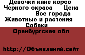 Девочки кане корсо. Черного окраса.  › Цена ­ 65 000 - Все города Животные и растения » Собаки   . Оренбургская обл.